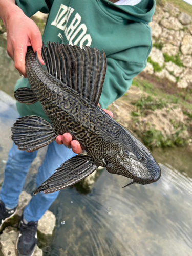 釣果