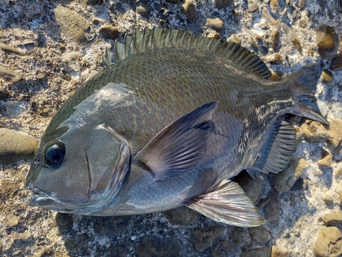 クチブトグレの釣果