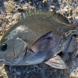 クチブトグレ