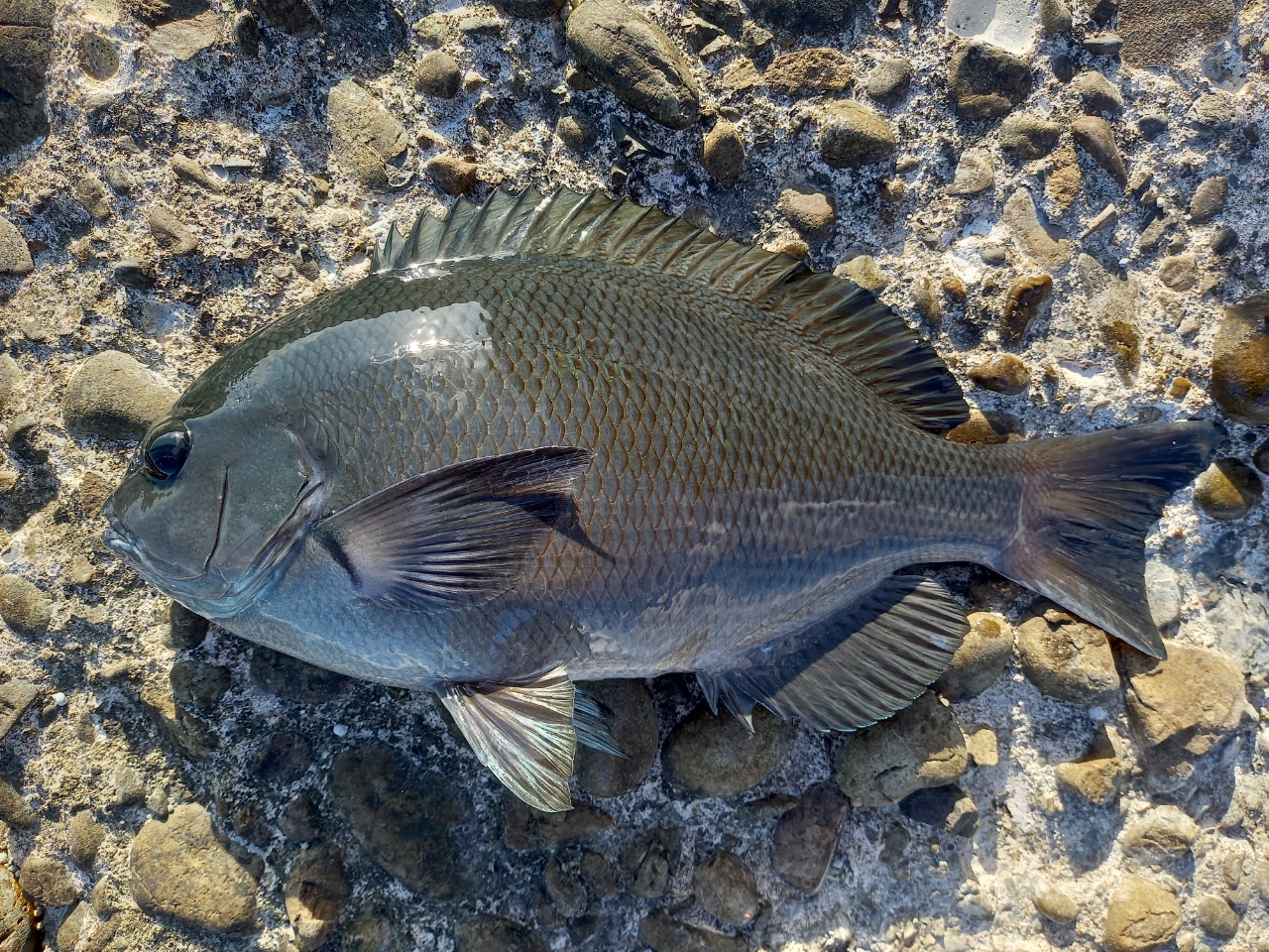 クチブトグレ