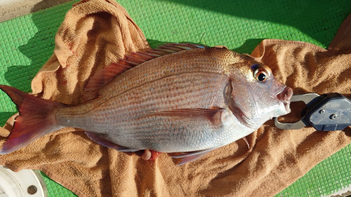 うしーさんの釣果 1枚目の画像