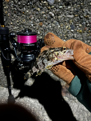 タケノコメバルの釣果