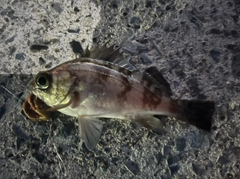 シロメバルの釣果