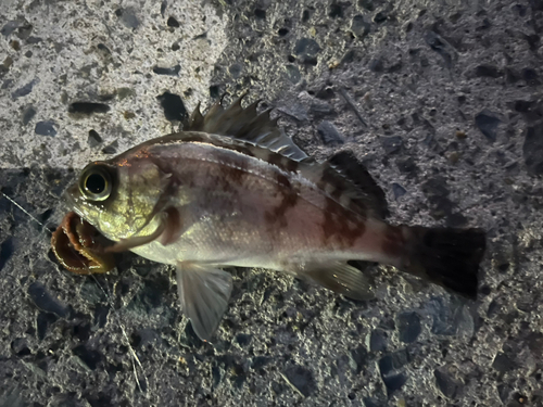 シロメバルの釣果