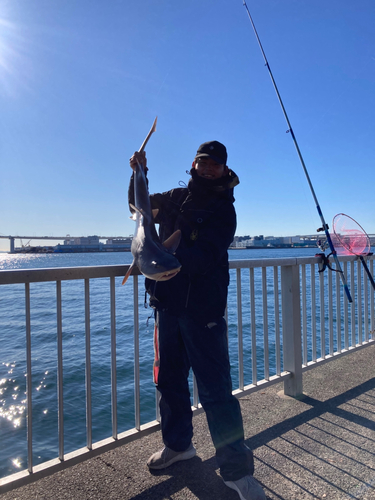 ドチザメの釣果