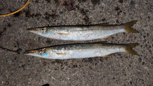 カマスの釣果