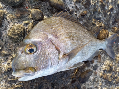 ヘダイの釣果