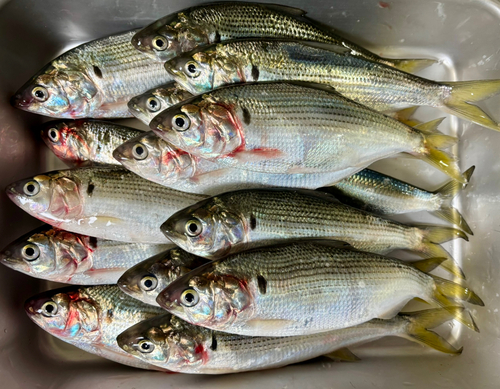 コノシロの釣果