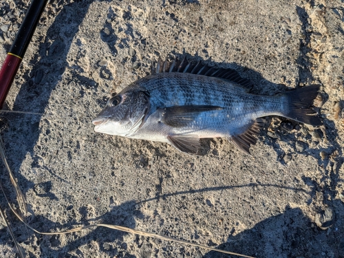 クロダイの釣果