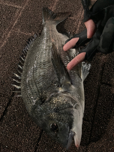 豊洲ぐるり公園