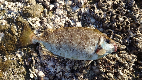 アイゴの釣果