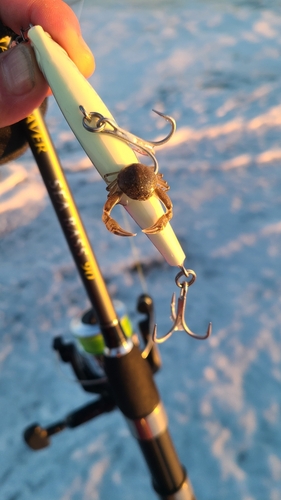 カニの釣果