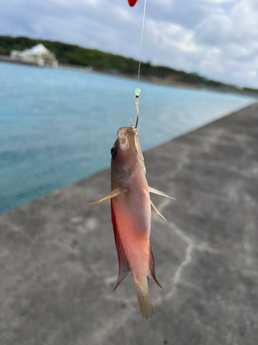 ベラの釣果