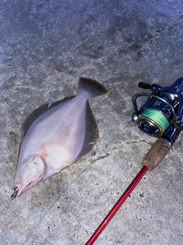 マガレイの釣果