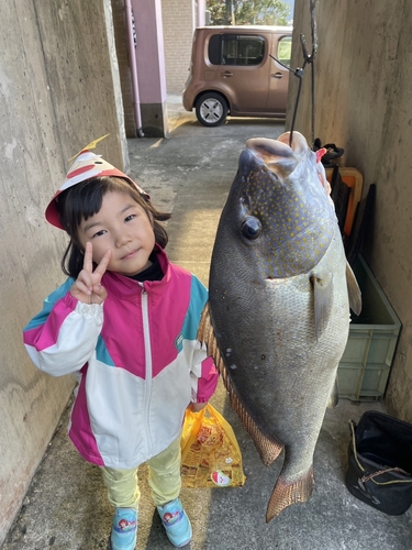 コロダイの釣果