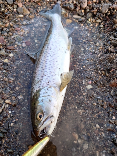 ブラウントラウトの釣果