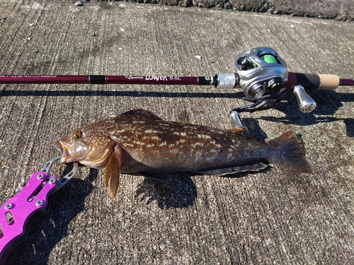 アイナメの釣果