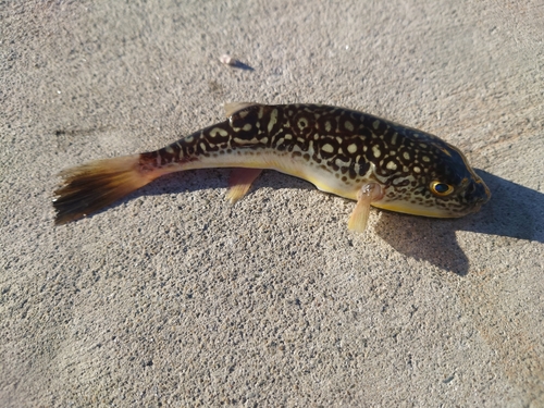 ベッコウゾイの釣果