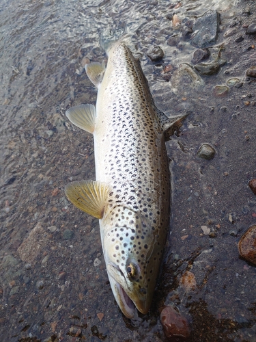 ブラウントラウトの釣果