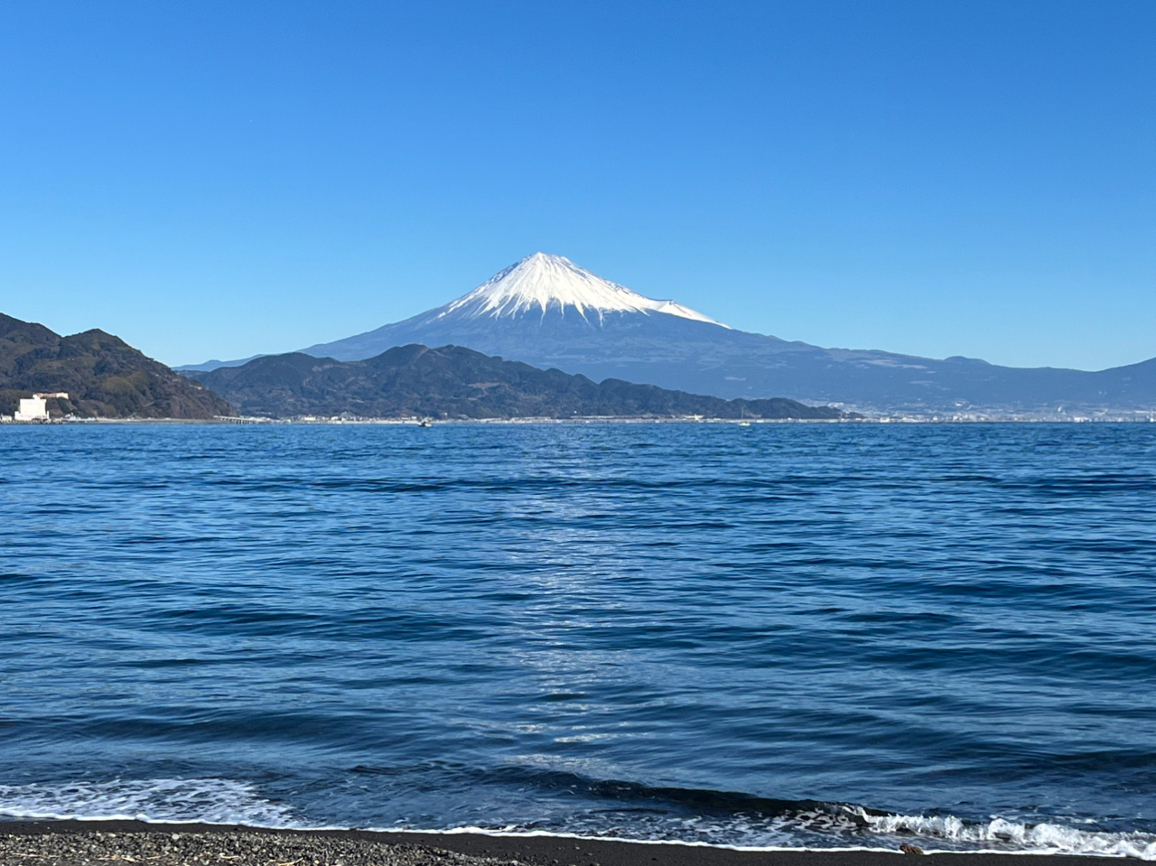 カタクチイワシ