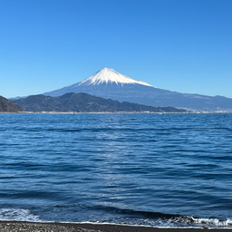 カタクチイワシ