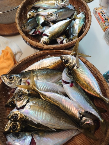 マアジの釣果