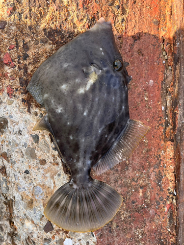 カワハギの釣果