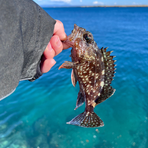 ガシラの釣果