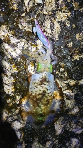 アオリイカの釣果