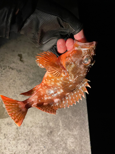 カサゴの釣果