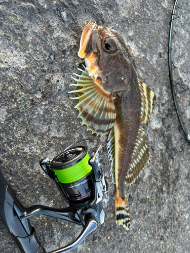 カジカの釣果