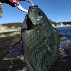 メジナの釣果