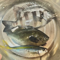 イシダイの釣果