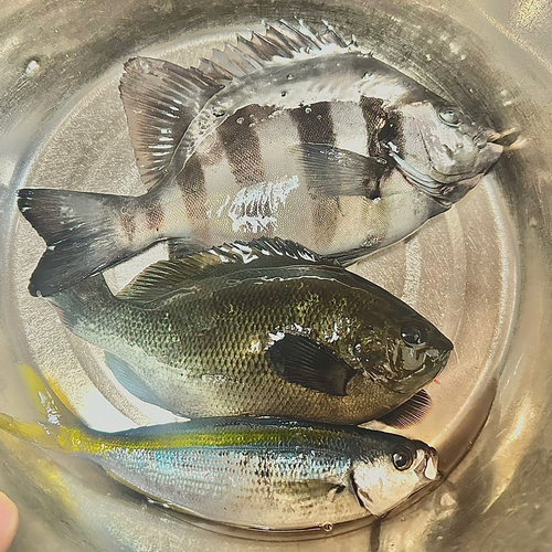 イシダイの釣果