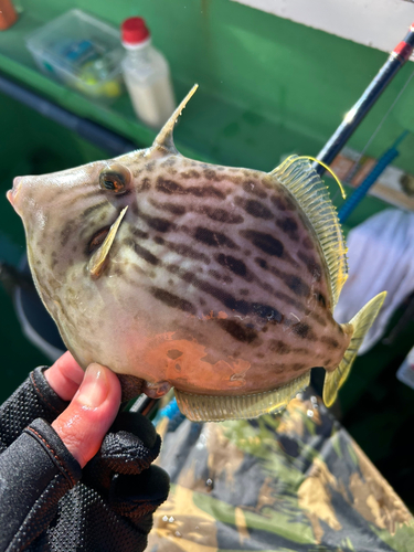 カワハギの釣果