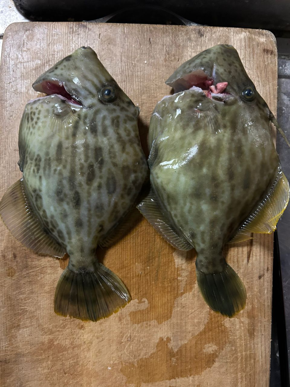 さんうらさんの釣果 3枚目の画像