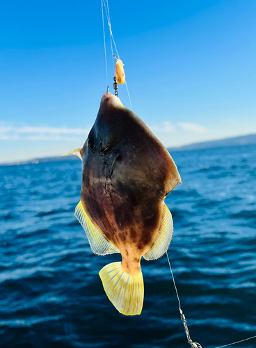 カワハギの釣果