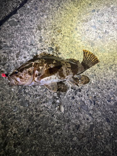 タケノコメバルの釣果