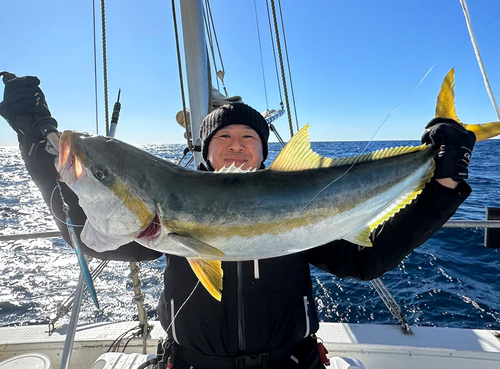 ヒラマサの釣果