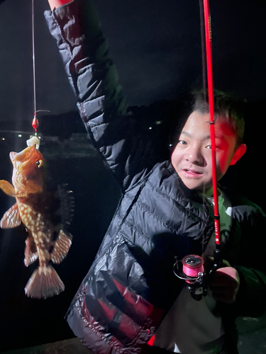 カサゴの釣果