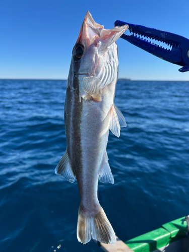 アラの釣果