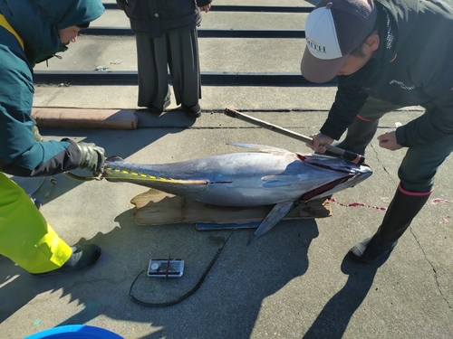 キハダマグロの釣果