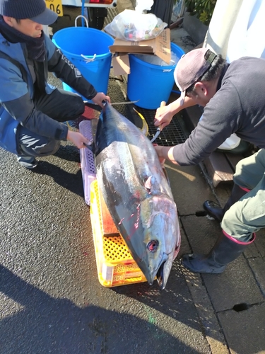 キハダマグロの釣果