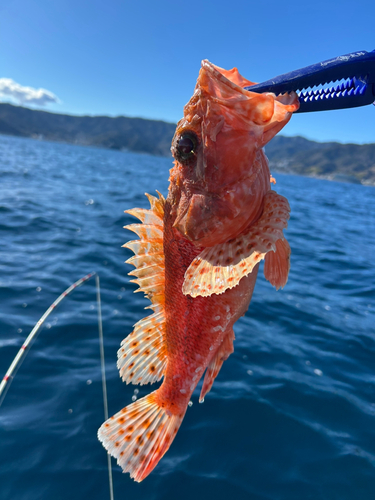 イズカサゴの釣果