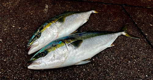 ハマチの釣果