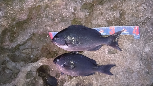 オナガグレの釣果