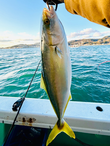 ハマチの釣果