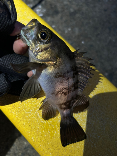 メバルの釣果