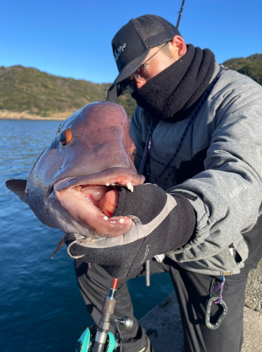 コブダイの釣果