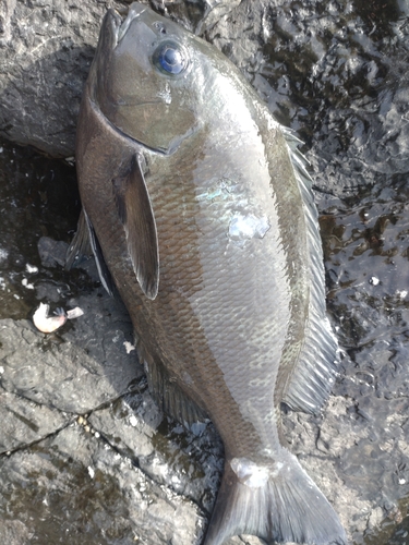 グレの釣果